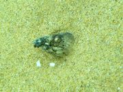 まゆぅ☆ミさんの琴引浜掛津海水浴場の投稿写真3