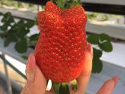 まゆこさんのいちごスタジアムの投稿写真1