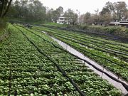 poporonさんの大王わさび農場(大王神社付近)の投稿写真5