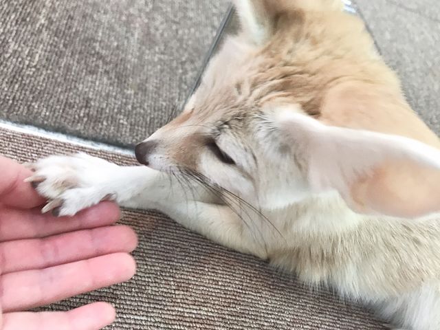 狐に似ててわかゆい。_もふれる屋 カラハリ