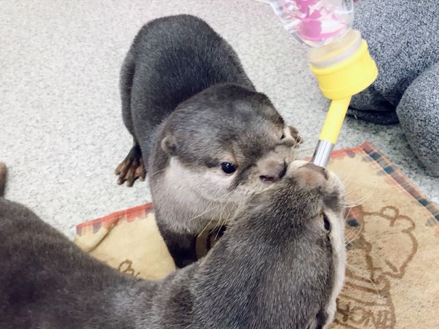 遊び好きで笑わせて貰いました。_もふれる屋 カラハリ