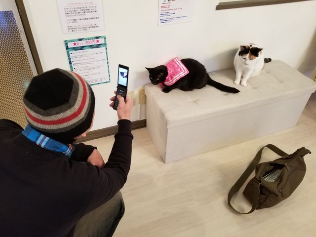 12名のニャンズがお待ちしてます♪_ネコカフェミャウランド