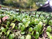 カトQさんの大矢田もみじ谷の投稿写真1