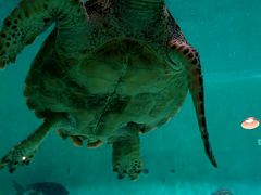 makoさんの海洋博公園への投稿写真1