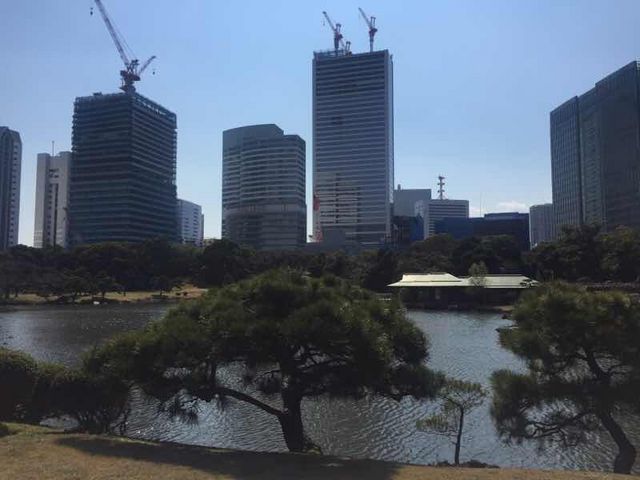 高層ビルが見えます。_潮入の池(浜離宮恩賜庭園)