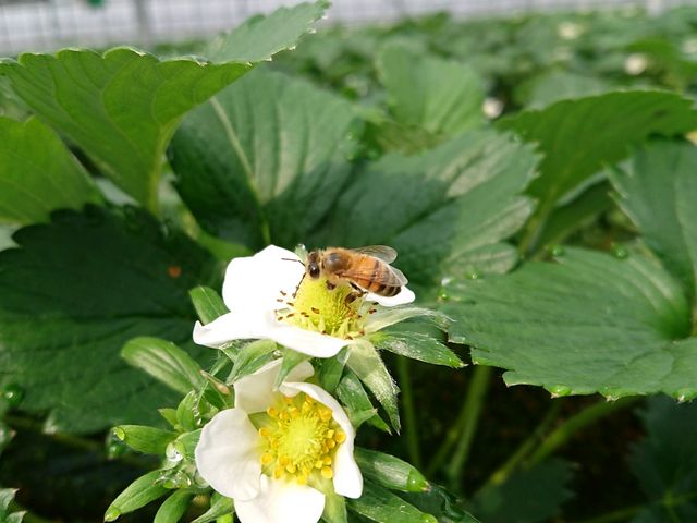 ハチもいますが、慌てぬように。_いちご狩り