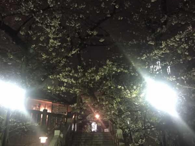 桜です。_元三嶋神社