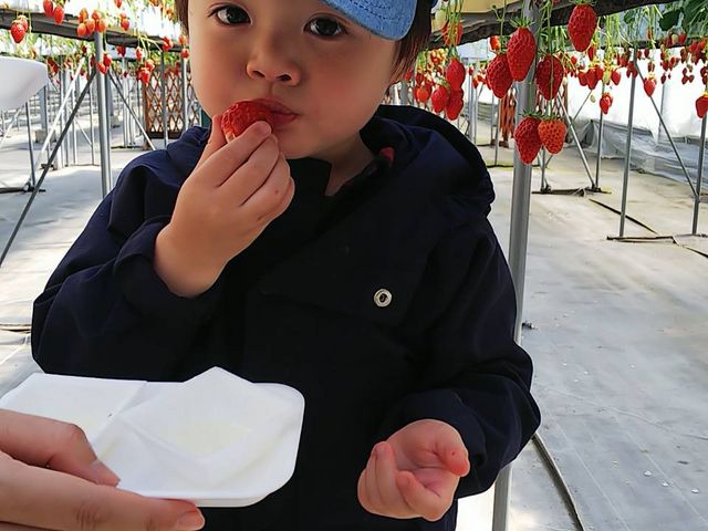 いちご大好き。 ぼくは ミルクをつけて食べるのが好きなんだ。_いちご屋 くろべえ