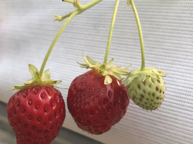 真っ赤な甘ーいイチゴ_ゆめ農園 晴