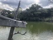 カトQさんの大瀬の神池の投稿写真1