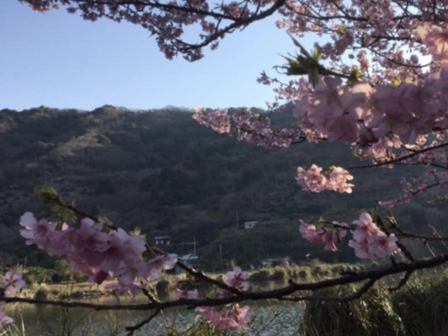 桜も!_明神池