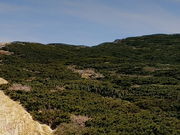 しどーさんの大山キャラボク純林の投稿写真1