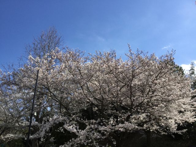 敷地内には桜があります。_いちごプラザ 大福や