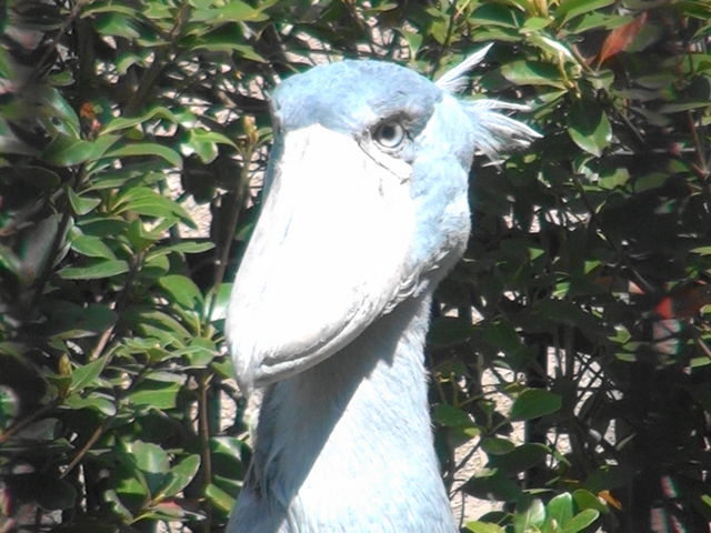 ハシビロコウ_千葉市動物公園