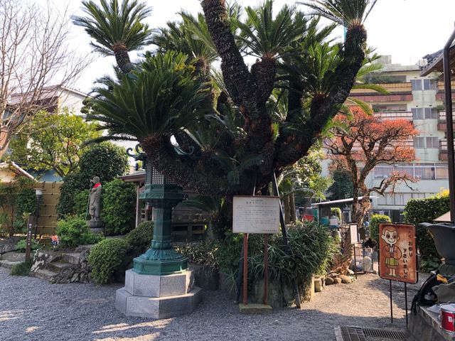 最誓寺3(ソテツの樹)_最誓寺