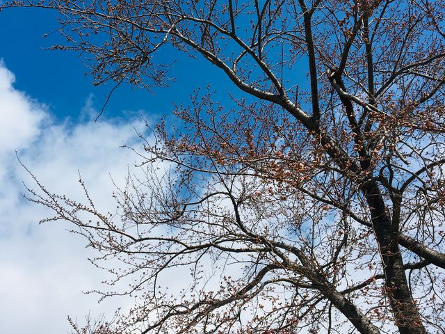 まだ蕾の桜_河口湖ミューズ館