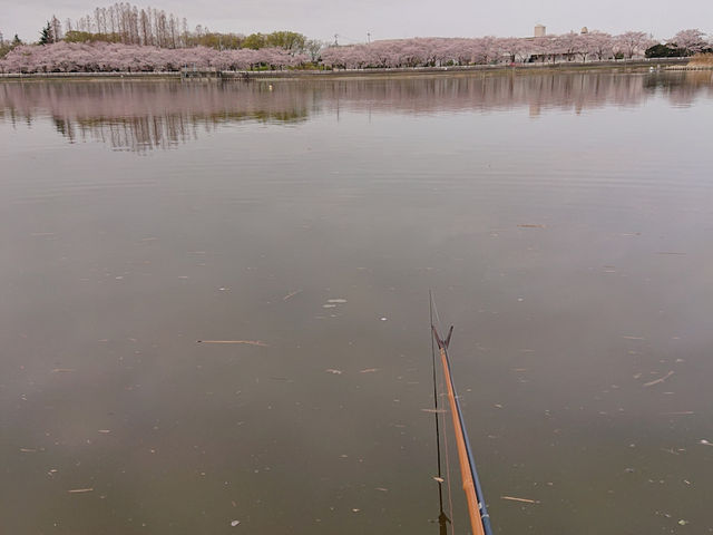 正面には満開の桜_伊佐沼