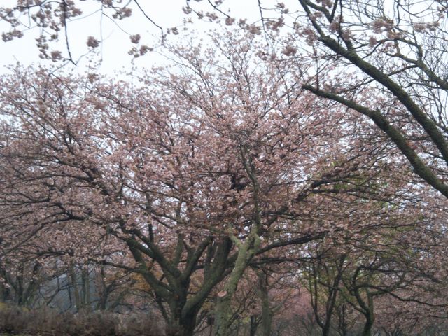 『さくらの里のさくら』。_さくらの里のさくら