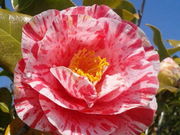 静さんの万葉岬の椿の投稿写真1