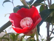 静さんの万葉岬の椿の投稿写真3