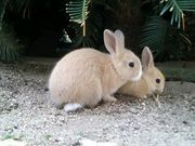 かつさんさんのうさぎの島(大久野島)の投稿写真1