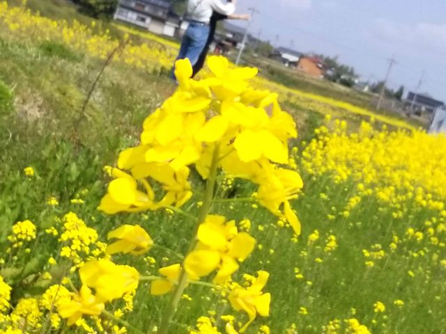 一面の菜の花の中でのショット_奈義の菜の花畑