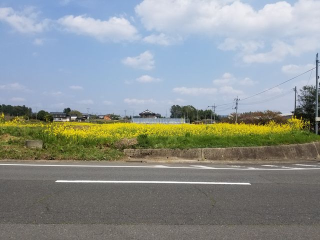 とてもきれいです_奈義の菜の花畑