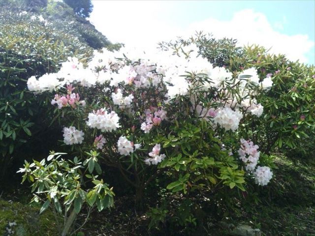 一部咲きでも咲いているしゃくなげはきれいでした_星の花公園