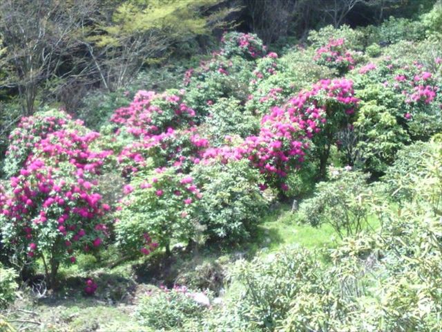 一部咲きでした_星の花公園