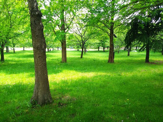 涼しげな木陰_舎人公園