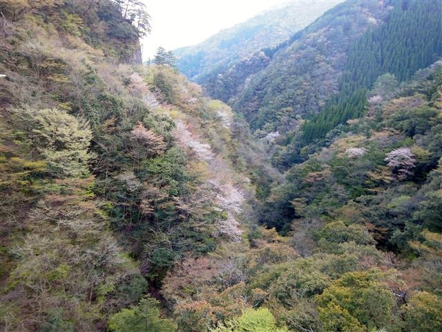 「梅の木轟公園吊橋から見た渓谷の風景」_梅の木轟の吊り橋