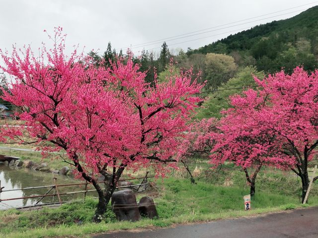 ぴよぞうさんの小川きの里の投稿写真1