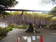 トシローさんの林泉寺長藤の投稿写真1