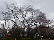 ponちゃんさんの里見公園の桜の投稿写真1
