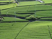 寅吉さんの牧之原台地の投稿写真4