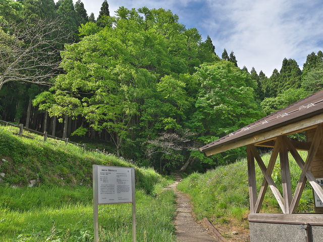 別宮の大カツラ_別宮の大カツラ