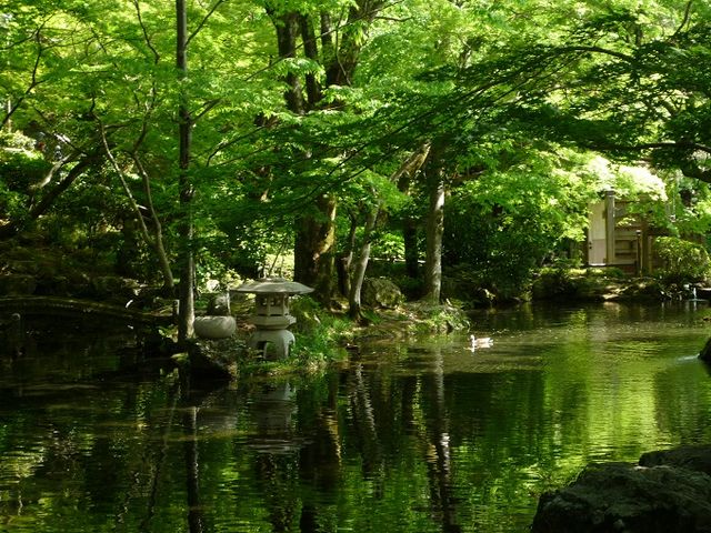 新緑の頃。マイナスイオンたっぷりです。_金華山