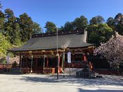 poporonさんの鹽竈神社の鹽竈桜の投稿写真4