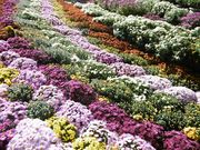 moruさんの金華山の投稿写真4