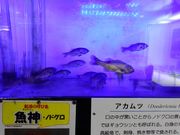 坊ちゃんさんの道の駅 カモンパーク新湊の投稿写真1