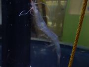 坊ちゃんさんの道の駅 カモンパーク新湊の投稿写真2