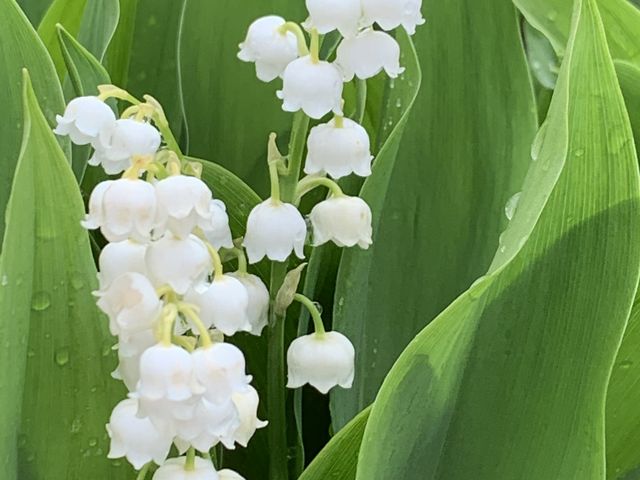 花のアップ_富士見パノラマリゾート