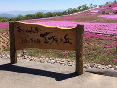 芝桜の丘の写真1