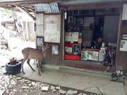 しんすけさんの月輪寺の投稿写真1