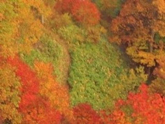 フルスピードさんの富士見台高原(長野県阿智村)の投稿写真1