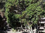 Yanwenliさんの霊木千本ヒノキの投稿写真1