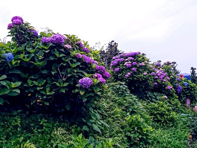 紫陽花_下仁田あじさい園