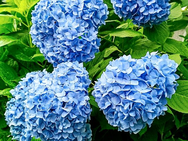 紫陽花_下仁田あじさい園