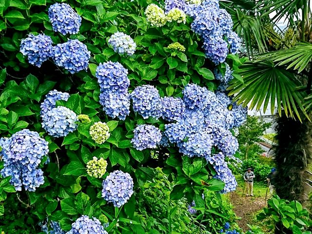 紫陽花_下仁田あじさい園