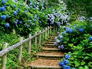 yu‐cyanさんの下仁田あじさい園の投稿写真1